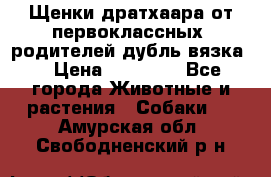 Щенки дратхаара от первоклассных  родителей(дубль вязка) › Цена ­ 22 000 - Все города Животные и растения » Собаки   . Амурская обл.,Свободненский р-н